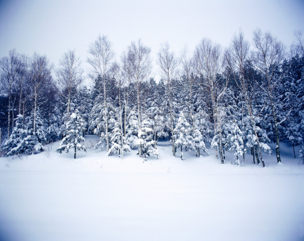 사람없음 JPG 포토 겨울 계절 나무 눈(날씨) 눈꽃 대관령 사계절 설경 설원 숲 식물 야외 여러그루 자연 주간 풍경(경치)