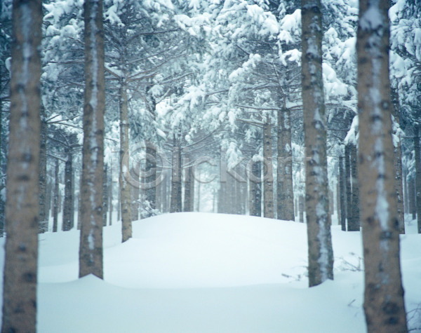 사람없음 JPG 포토 겨울 계절 공원 길 나무 눈(날씨) 눈꽃 사계절 산책로 설경 설원 식물 야외 여러그루 자연 주간 진부 풍경(경치) 흰색