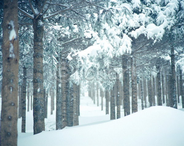 사람없음 JPG 포토 강원도 겨울 계절 길 나무 눈(날씨) 눈꽃 대설 사계절 산 산책로 설경 설원 식물 야외 여러그루 자연 주간 진부 풍경(경치)
