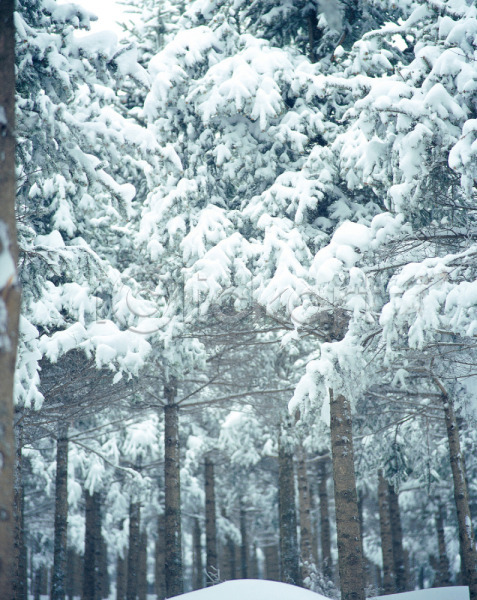 사람없음 JPG 포토 겨울 계절 나무 눈(날씨) 눈꽃 사계절 설경 설원 숲 식물 야외 여러그루 자연 주간 진부 풍경(경치) 흰색