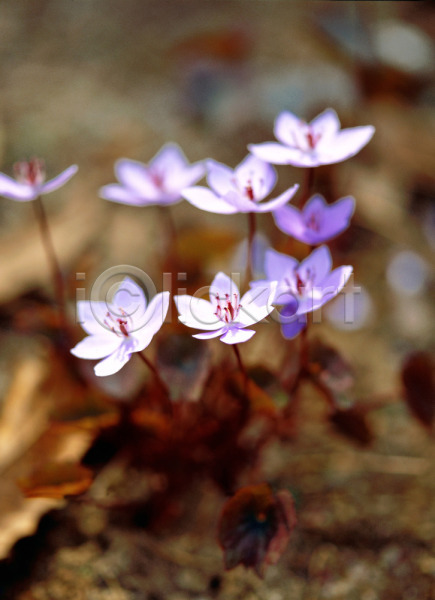 사람없음 JPG 근접촬영 아웃포커스 포토 깽깽이 깽깽이풀 꽃 들꽃 봄꽃 식물 야외 여러송이 자연 주간