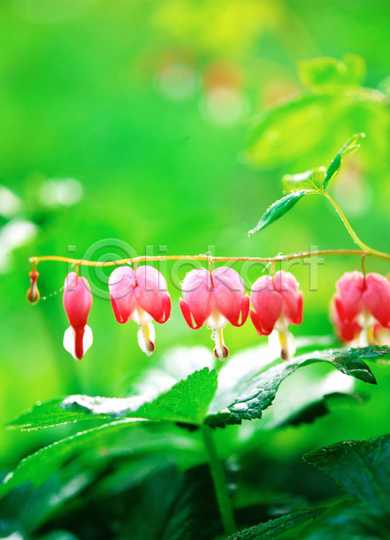 사람없음 JPG 근접촬영 아웃포커스 포토 금낭화 꽃 들꽃 봄꽃 분홍색 식물 야외 자연 주간 초록색