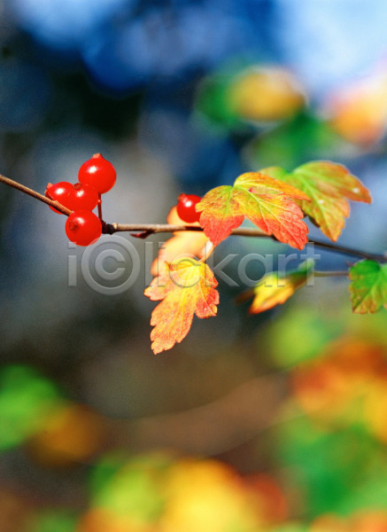 사람없음 JPG 근접촬영 아웃포커스 포토 나무 나뭇잎 빨간색 식물 야외 열매 잎 자연 주간 풍경(경치)