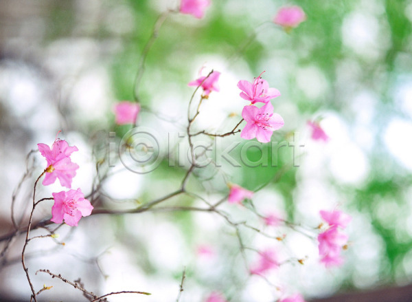 사람없음 JPG 근접촬영 아웃포커스 포토 계절 꽃 봄 봄꽃 분홍색 사계절 식물 야외 여러송이 자연 주간 진달래 철쭉