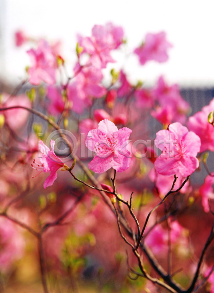 사람없음 JPG 근접촬영 아웃포커스 포토 계절 꽃 봄 봄꽃 분홍색 사계절 식물 야외 여러송이 자연 주간 진달래 철쭉