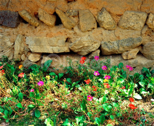 사람없음 JPG 포토 건축물 계절 꽃 담장 돌담 벽 보라색 봄 사계절 식물 야외 여러송이 여름꽃 자연 주간 채송화 초록색