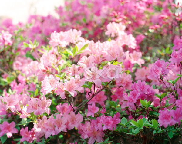 사람없음 JPG 근접촬영 아웃포커스 포토 계절 꽃 보라색 봄 봄꽃 분홍색 사계절 식물 야외 여러송이 자연 주간 진달래 철쭉 초록색