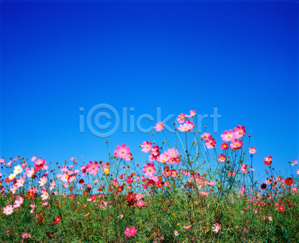 사람없음 JPG 근접촬영 아웃포커스 포토 가을(계절) 가을꽃 계절 꽃 사계절 식물 야외 여러송이 자연 주간 초원(자연) 코스모스(꽃) 풍경(경치) 하늘