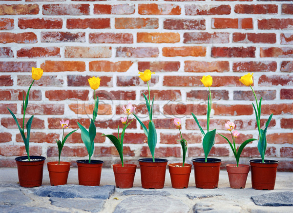 사람없음 JPG 포토 계절 꽃 노란색 담장 벽 봄 봄꽃 사계절 식물 야외 자연 주간 초록색 튤립 화단 화분