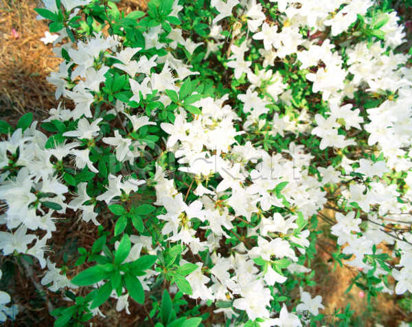 사람없음 JPG 근접촬영 아웃포커스 포토 계절 꽃 봄 봄꽃 사계절 식물 야외 여러송이 자연 주간 진달래 철쭉 초록색 흰색