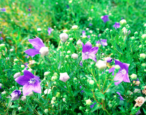 사람없음 JPG 포토 계절 꽃 꽃밭 도라지꽃 들꽃 보라색 봄 사계절 식물 야외 여러송이 여름꽃 자연 주간