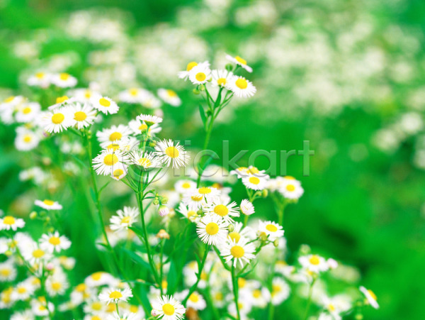 사람없음 JPG 포토 개망초 계절 꽃 들꽃 봄 사계절 식물 야외 여러송이 여름꽃 자연 주간 초록색 흰색