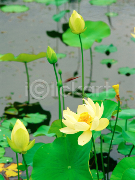 사람없음 JPG 포토 계절 꽃 노란색 봄 사계절 식물 야외 여러송이 여름꽃 연꽃(꽃) 연못 연잎 자연 주간 초록색 호수