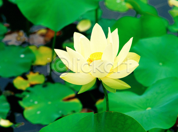 사람없음 JPG 포토 계절 꽃 노란색 봄 사계절 식물 야외 여름꽃 연꽃(꽃) 연못 연잎 자연 주간 초록색 한송이 호수