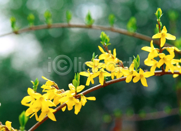 사람없음 JPG 근접촬영 아웃포커스 포토 개나리 계절 꽃 나뭇가지 노란색 들꽃 봄 봄꽃 사계절 식물 야외 여러송이 자연 주간