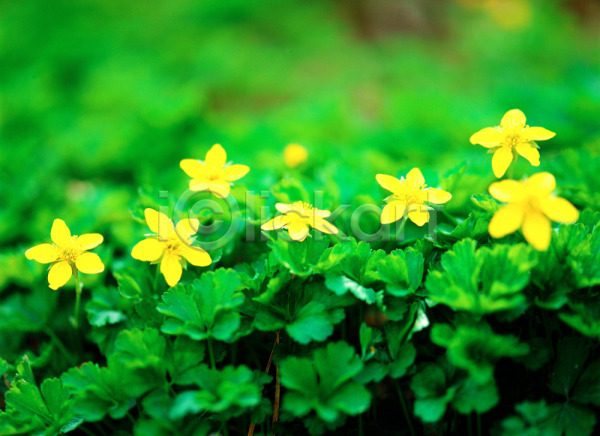 사람없음 JPG 근접촬영 아웃포커스 포토 계절 꽃 노란색 들꽃 봄 사계절 식물 야외 여러송이 자연 주간 초록색