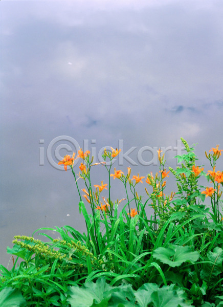 사람없음 JPG 포토 계절 꽃 들꽃 백합(꽃) 봄 사계절 산 식물 안개 야외 여름꽃 자연 주간 주황색 초록색 풍경(경치)