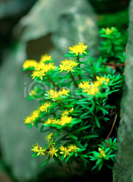 사람없음 JPG 근접촬영 아웃포커스 포토 계절 꽃 노란색 돌(바위) 들꽃 바위(돌) 봄 사계절 식물 야외 여러송이 자연 주간 초록색