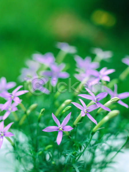 사람없음 JPG 근접촬영 아웃포커스 포토 계절 꽃 들꽃 보라색 봄 사계절 식물 야외 여러송이 자연 주간
