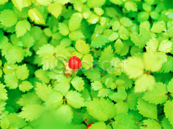 사람없음 JPG 근접촬영 포토 나뭇잎 빨간색 식물 야외 열매 잎 자연 주간 초록색