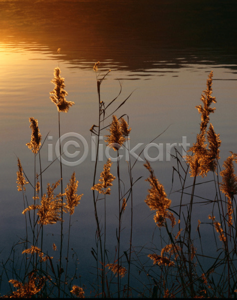 사람없음 JPG 포토 가을(계절) 계절 노을 빛 사계절 식물 야외 자연 주간 충주호 풀(식물) 풍경(경치) 햇빛 호수