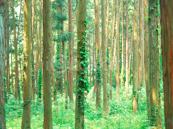 사람없음 JPG 포토 나무 산 수목원 숲 식물 야외 여러그루 자연 주간 초록색 풀(식물) 풍경(경치)