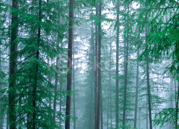 사람없음 JPG 포토 나무 산 수목원 숲 식물 안개 야외 여러그루 자연 주간 초록색 풀(식물) 풍경(경치)