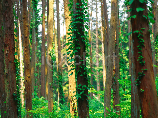 사람없음 JPG 포토 나무 대서 산 수목원 숲 식물 야외 여러그루 자연 주간 초록색 풀(식물) 풍경(경치)
