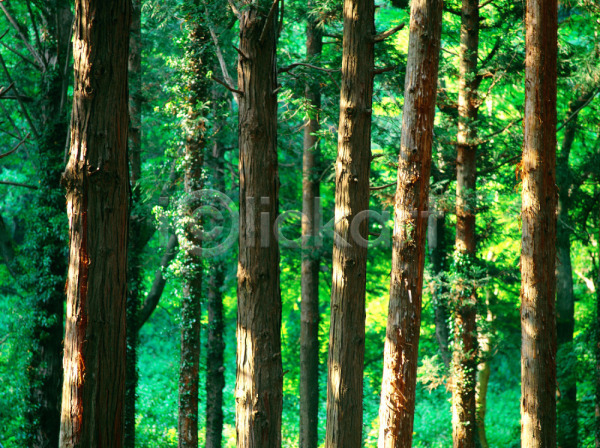 사람없음 JPG 포토 나무 산 수목원 숲 식물 야외 여러그루 자연 주간 초록색 풍경(경치)
