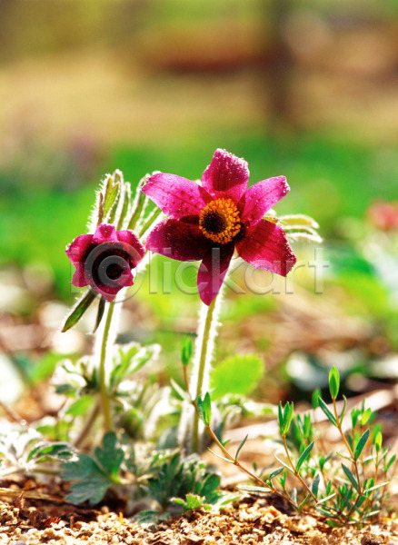 사람없음 JPG 근접촬영 아웃포커스 포토 꽃 들꽃 보라색 봄꽃 식물 야외 자연 주간 초록색 할미꽃