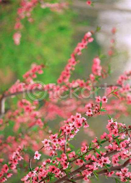 사람없음 JPG 근접촬영 아웃포커스 포토 꽃 복사꽃 봄꽃 분홍색 식물 야외 자연 주간