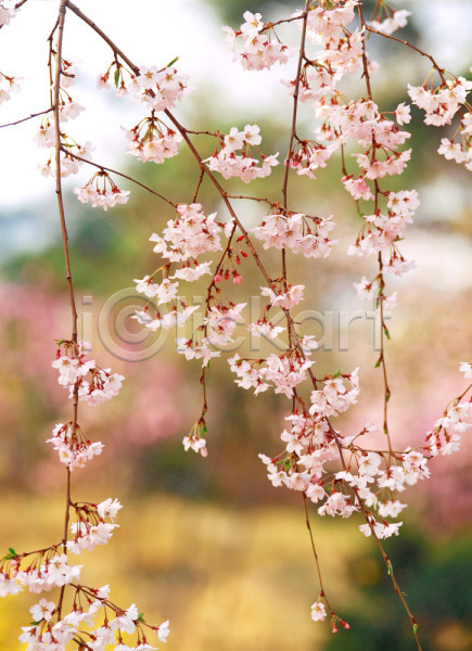 사람없음 JPG 근접촬영 아웃포커스 포토 꽃 벚꽃 식물 야외 자연 주간 풍경(경치)