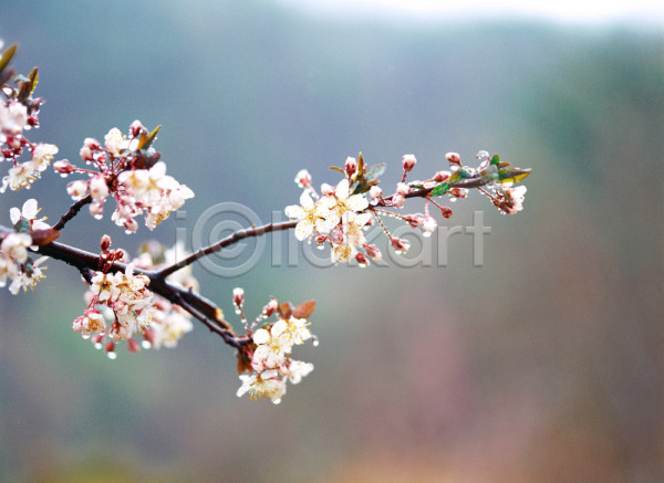 사람없음 JPG 근접촬영 아웃포커스 포토 꽃 벚꽃 식물 야외 자연 주간 풍경(경치) 흰색