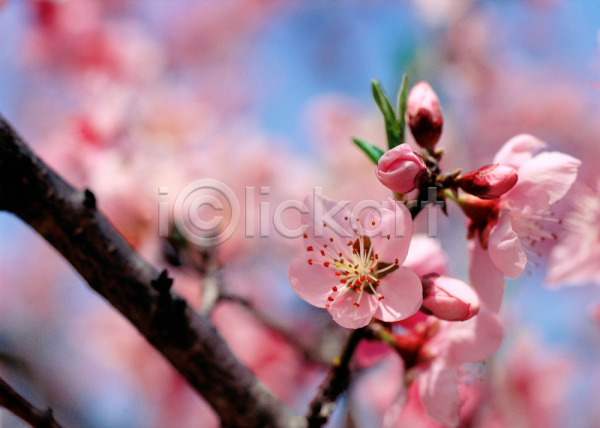 사람없음 JPG 근접촬영 아웃포커스 포토 계절 꽃 벚꽃 봄 분홍색 사계절 식물 야외 자연 주간