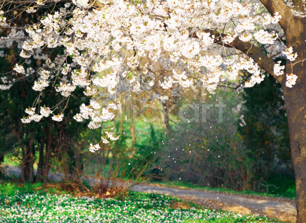 떨어짐 사람없음 JPG 포토 계절 길 꽃 꽃잎 벚꽃 봄 식물 야외 자연 주간 초록색 풀(식물) 풍경(경치) 흰색