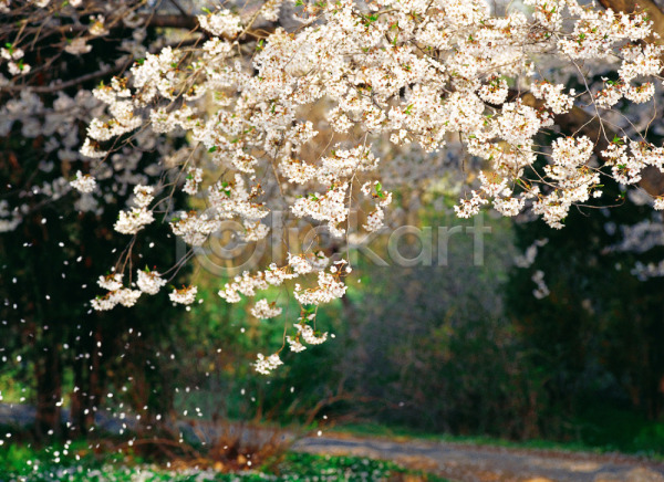 떨어짐 사람없음 JPG 포토 계절 꽃 꽃잎 벚꽃 봄 식물 야외 자연 주간 풍경(경치) 흰색