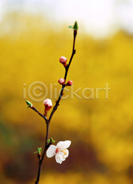 사람없음 JPG 근접촬영 아웃포커스 포토 계절 꽃 벚꽃 봄 사계절 식물 야외 자연 주간