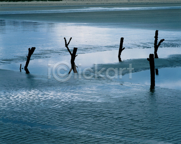 사람없음 JPG 포토 갯벌 나무기둥 물 바다 야외 자연 주간 태안 풍경(경치) 해변