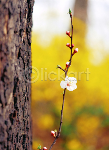 사람없음 JPG 근접촬영 아웃포커스 포토 계절 꽃 벚꽃 봄 사계절 식물 야외 자연 주간