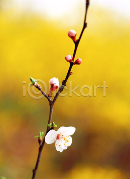 사람없음 JPG 근접촬영 아웃포커스 포토 계절 꽃 나뭇가지 벚꽃 봄 사계절 식물 야외 자연 주간 흰색