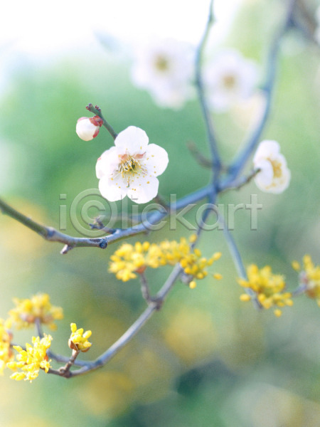 사람없음 JPG 근접촬영 아웃포커스 포토 꽃 노란색 벚꽃 봄 봄꽃 산수유 식물 야외 자연 주간 흰색
