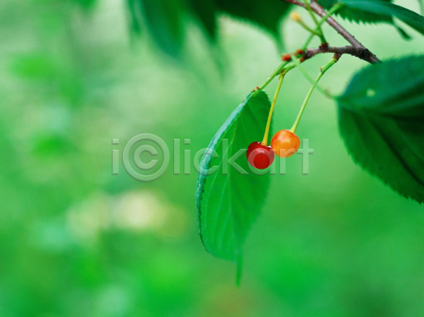 사람없음 JPG 근접촬영 아웃포커스 포토 나뭇잎 빨간색 식물 앵두 야외 열매 잎 자연 주간 주황색 체리 초록색