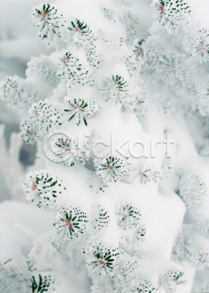사람없음 JPG 근접촬영 포토 겨울 계절 꽃 나무 눈(날씨) 눈꽃 사계절 식물 야외 자연 주간 흰색