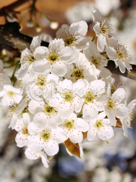 사람없음 JPG 근접촬영 아웃포커스 포토 꽃 나뭇가지 배꽃 봄꽃 식물 야외 자연 주간 흰색