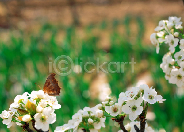 사람없음 JPG 근접촬영 아웃포커스 포토 곤충 꽃 나비 배꽃 봄꽃 식물 야외 자연 절지류 주간 한마리 흰색