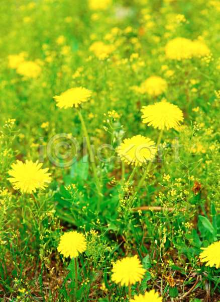 사람없음 JPG 근접촬영 아웃포커스 포토 꽃 노란색 민들레 봄꽃 식물 야외 자연 주간 초록색