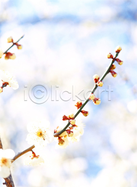 사람없음 JPG 근접촬영 아웃포커스 포토 꽃 매화 봄꽃 식물 야외 자연 주간