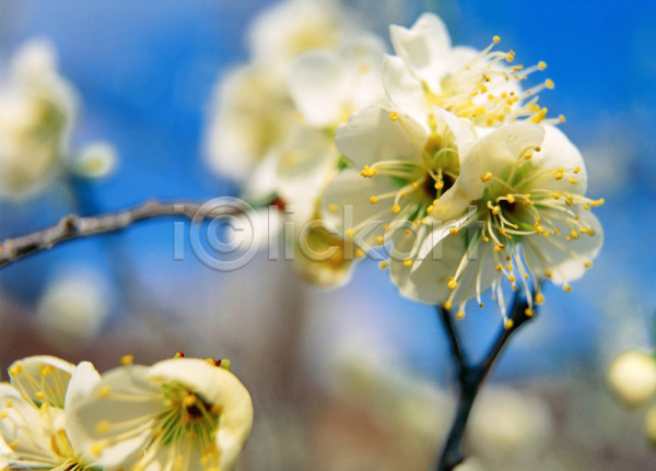 사람없음 JPG 근접촬영 아웃포커스 포토 꽃 매화 봄꽃 식물 야외 자연 주간 흰색