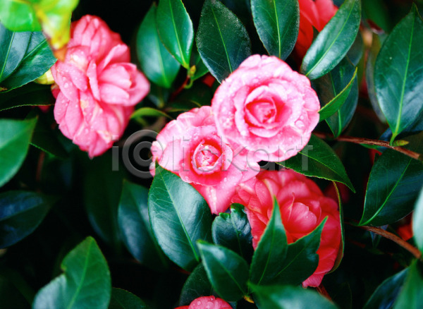 사람없음 JPG 근접촬영 아웃포커스 포토 겨울꽃 꽃 동백 분홍색 식물 야외 여러송이 자연 주간 초록색