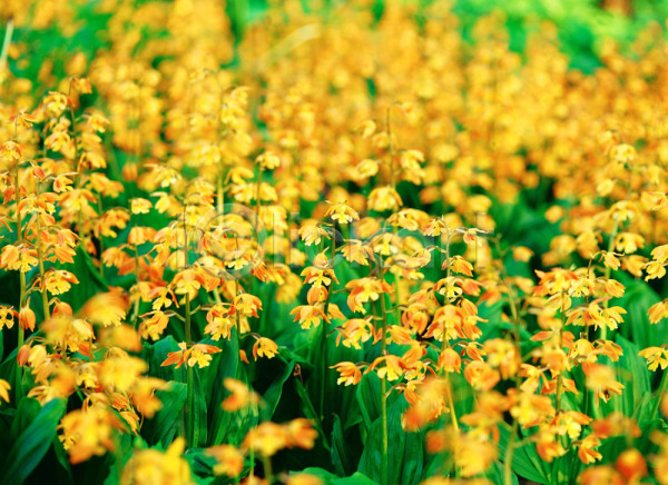 사람없음 JPG 포토 꽃 난초 노란색 식물 야외 자연 주간 초록색 풍경(경치)
